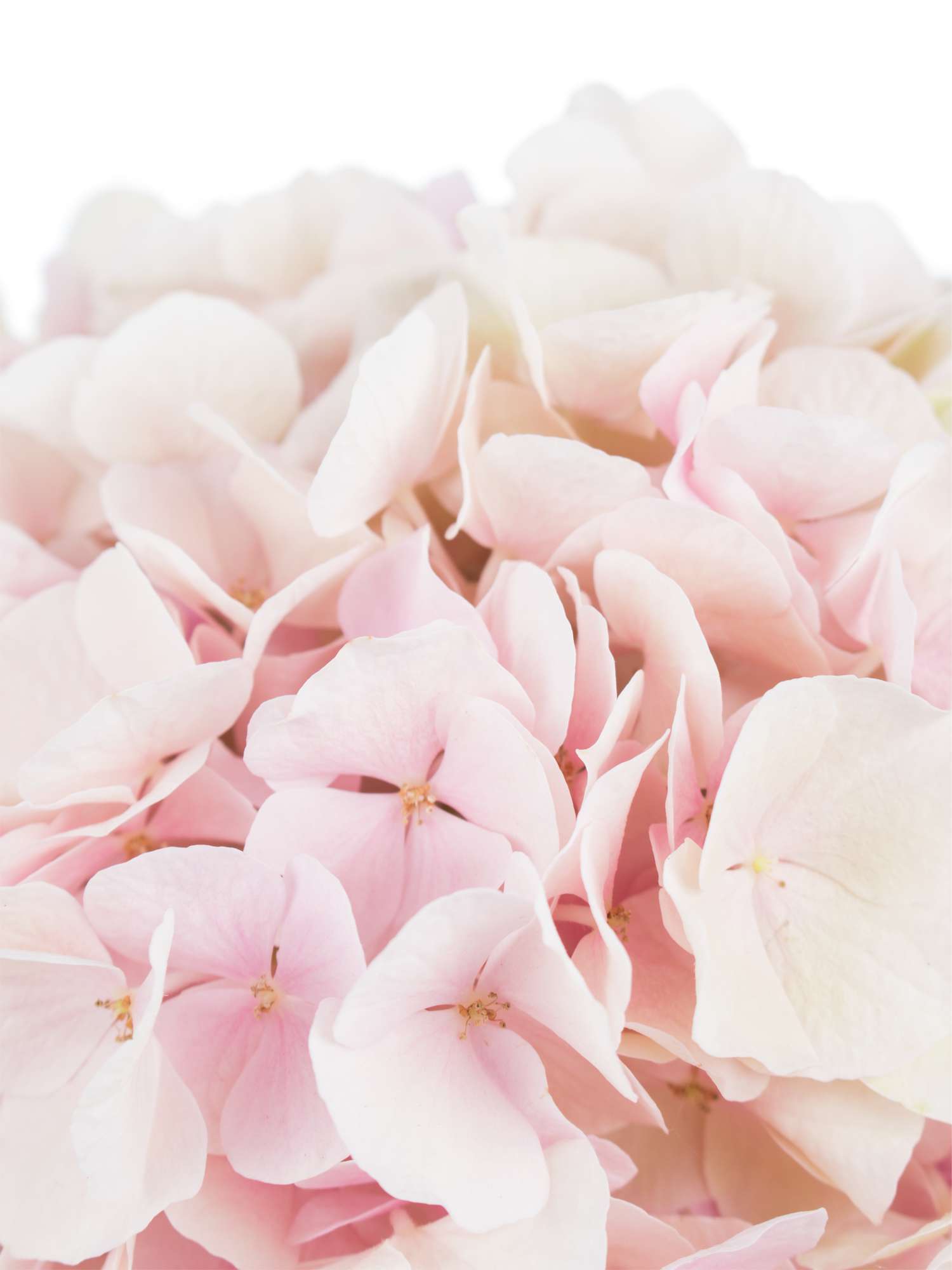 blumigo-hortensien-magical-verena-classic-rosa-gr-n image 3