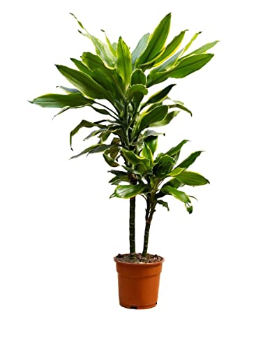 plnts-rareplnts-dracaena-goldencoast-zimmerpflanze-60-cm image 7