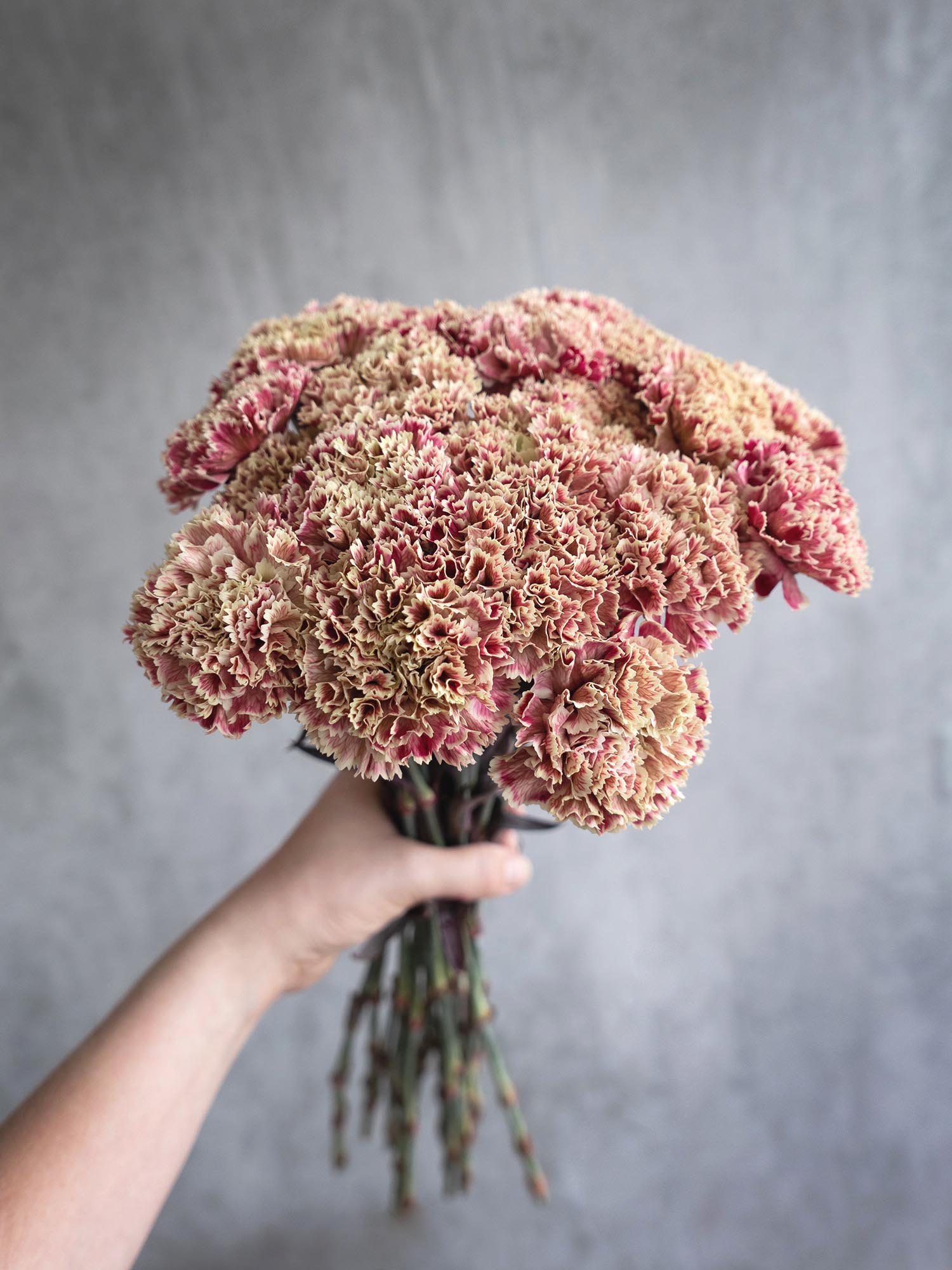 blumigo-nelken-pretty-pink-edelnelke-pink-creme image 5