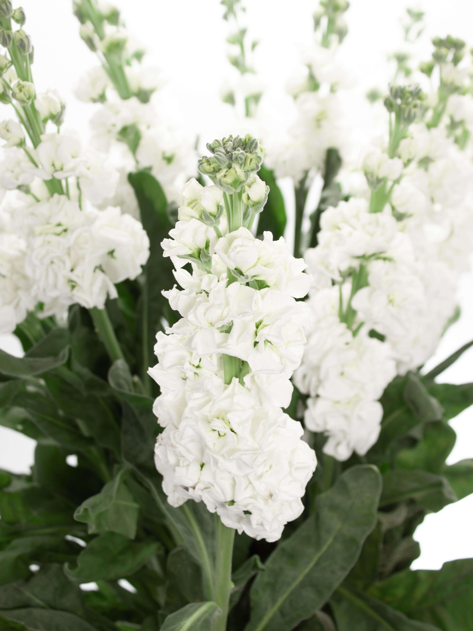 blumigo-levkojen-xl-wei-e-schnittblumen-frisch-duftend image 1