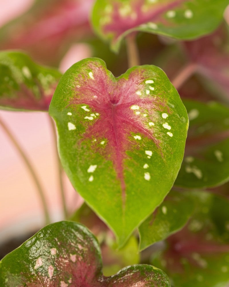 feey-variado-baby-caladium-casey-3er-set-buntblatt-ohne-bertopf image 4