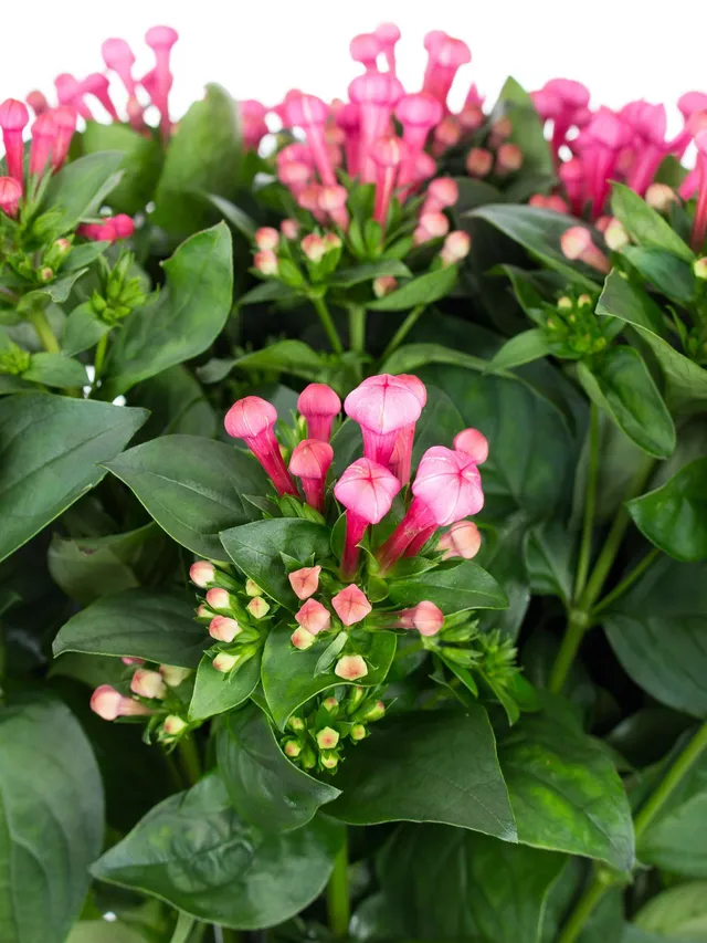 blumigo-bouvardien-xxl-royal-roza-schnittblumen-pink image 1