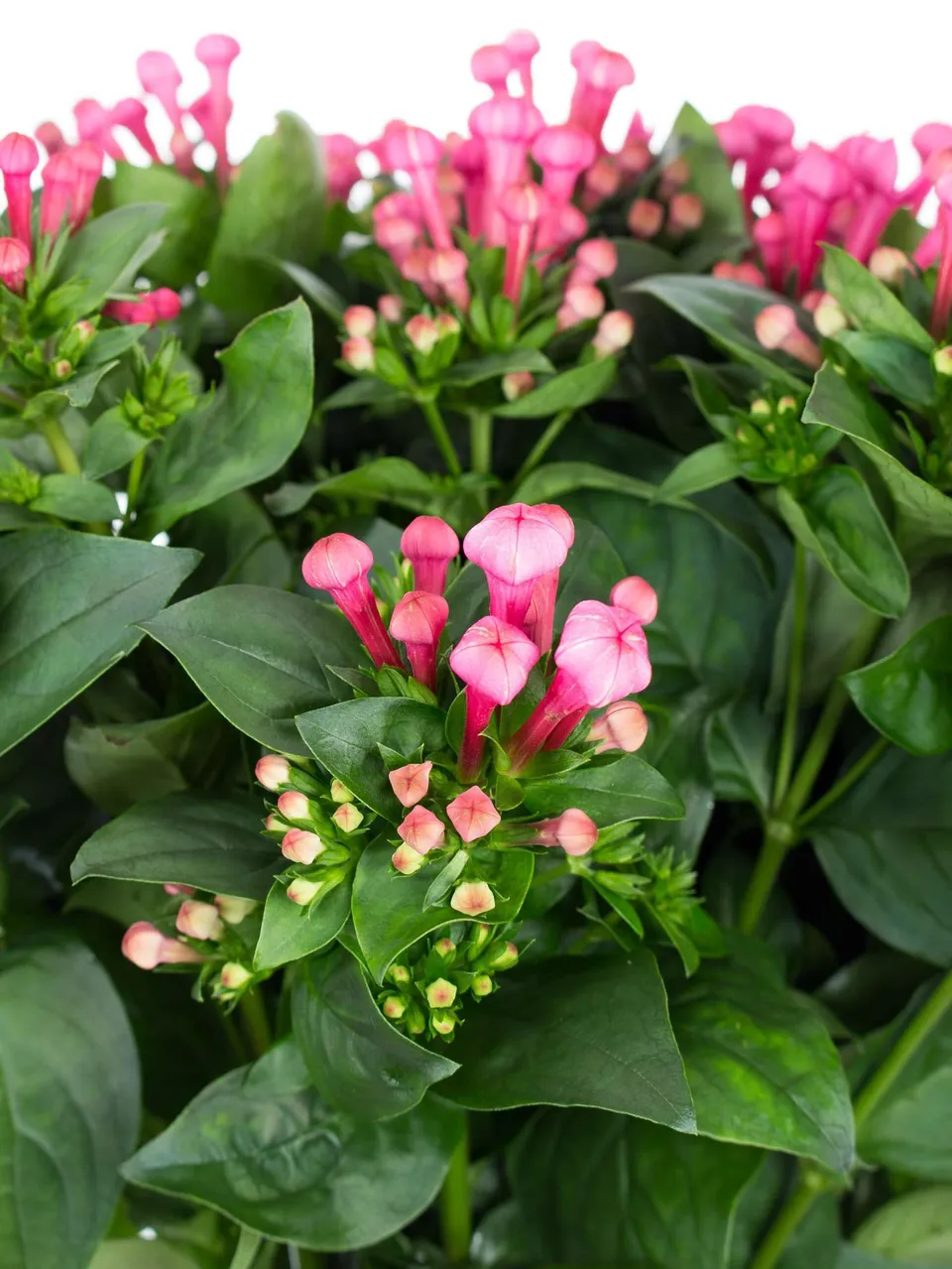 blumigo-bouvardien-xxl-royal-roza-schnittblumen-pink image 1