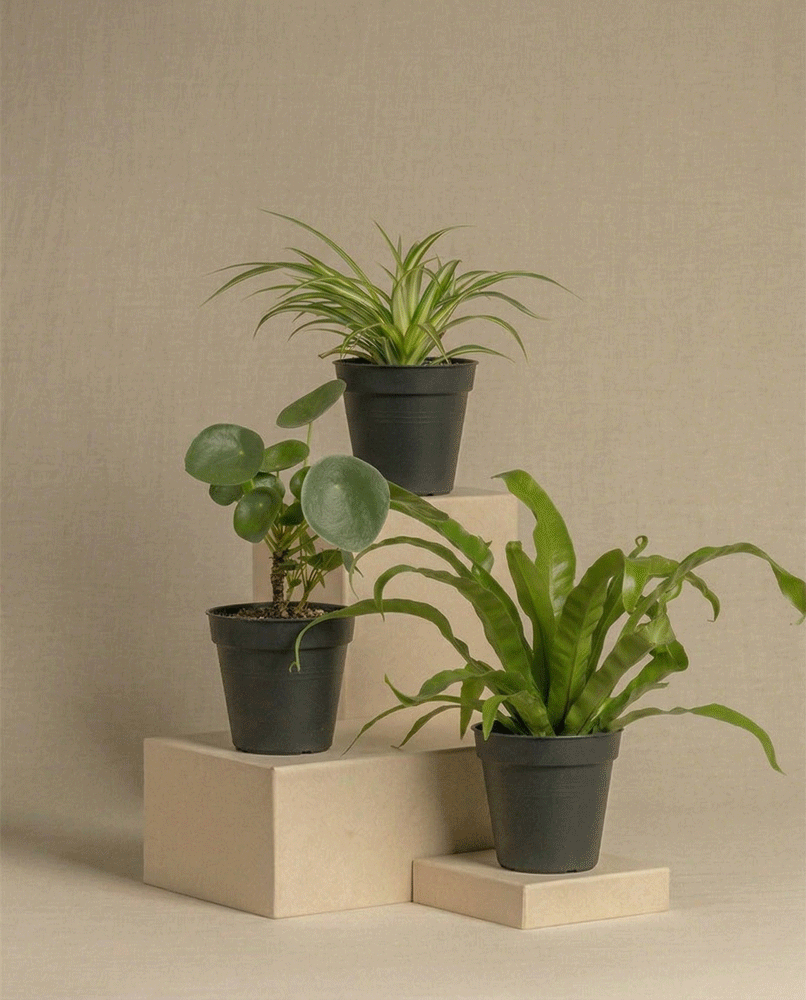 feey-variado-kleine-zimmerpflanzen-3er-set-berraschung image 3