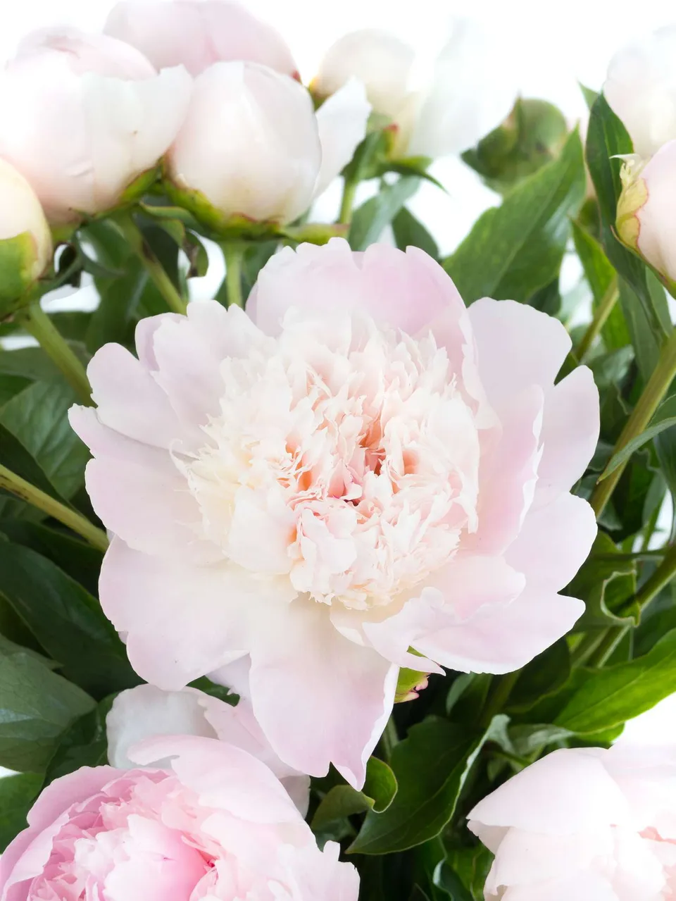 blumigo-pfingstrosen-pecher-schnittblume-hell-rosa image 1