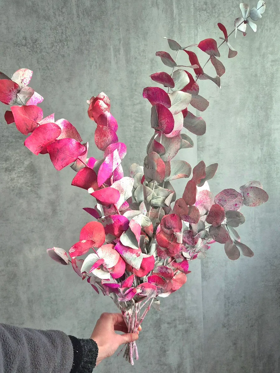 blumigo-eukalyptus-cinerea-painted-cerise-wei image 1