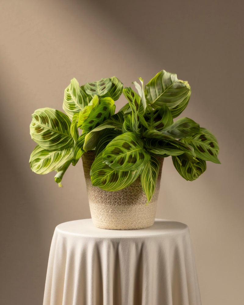 feey-variado-maranta-light-veins-zimmerpflanze-ohne-bertopf image 6