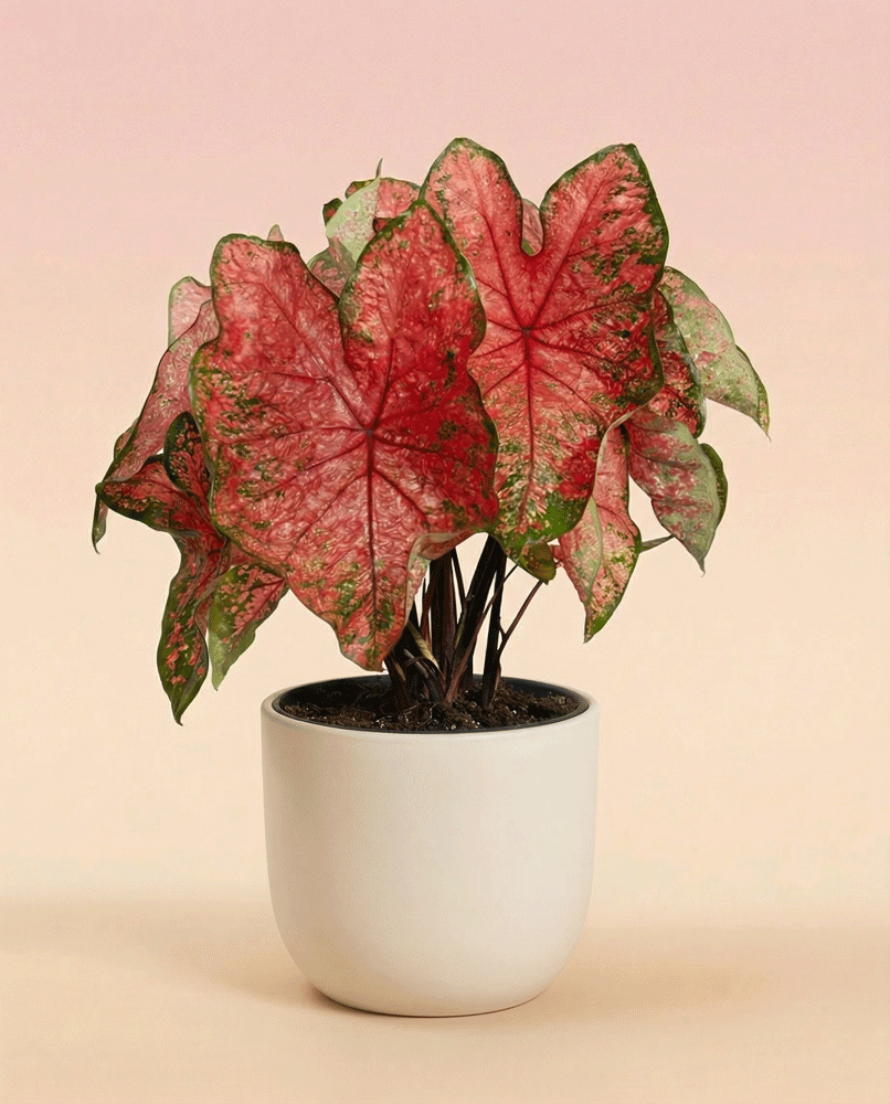feey-variado-caladium-lava-glow-zimmerpflanze-ohne-bertopf-pink image 6