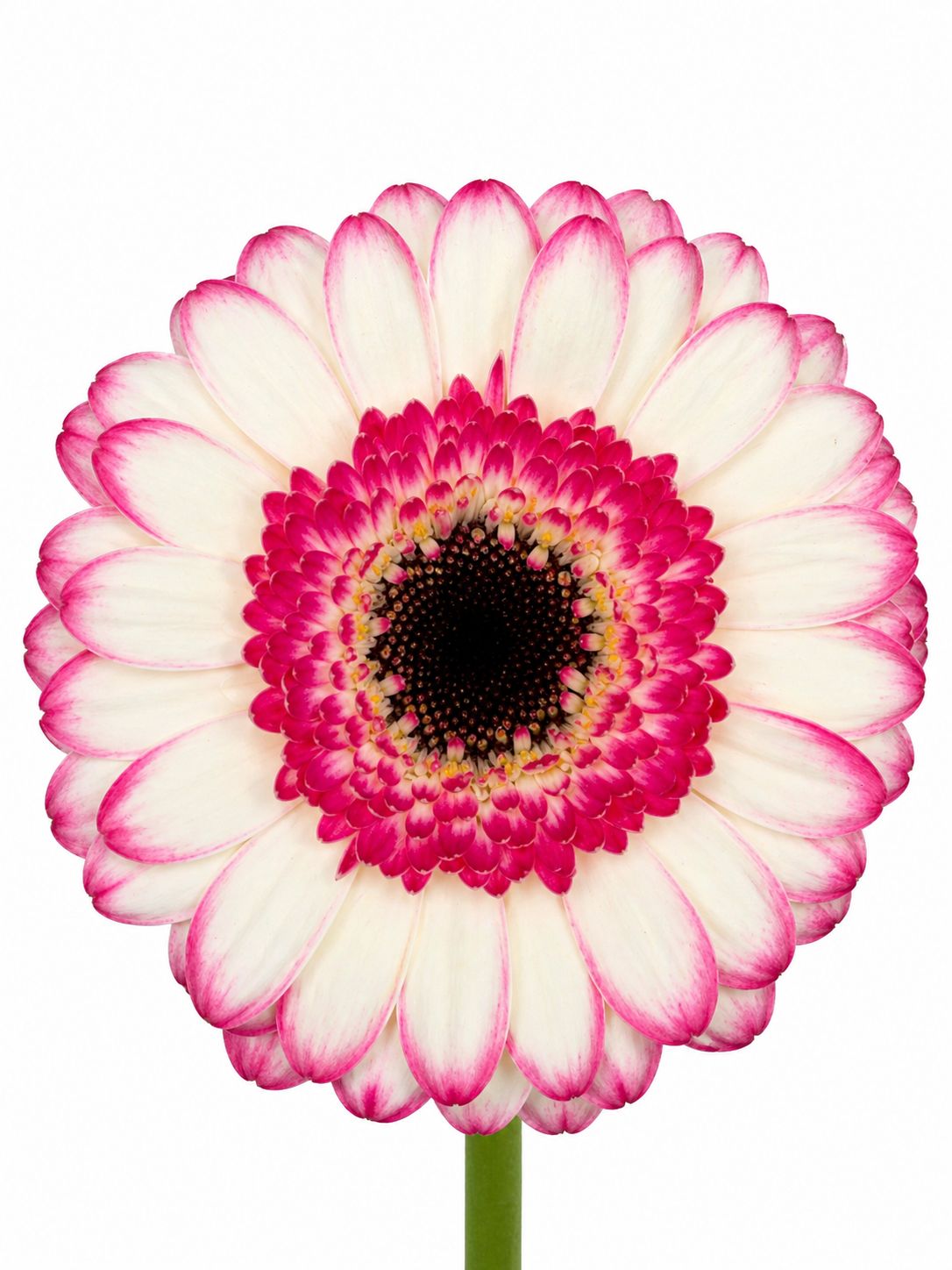 blumigo-gerbera-happy-hour-mini-germini-schnittblumen-wei-pink image 2