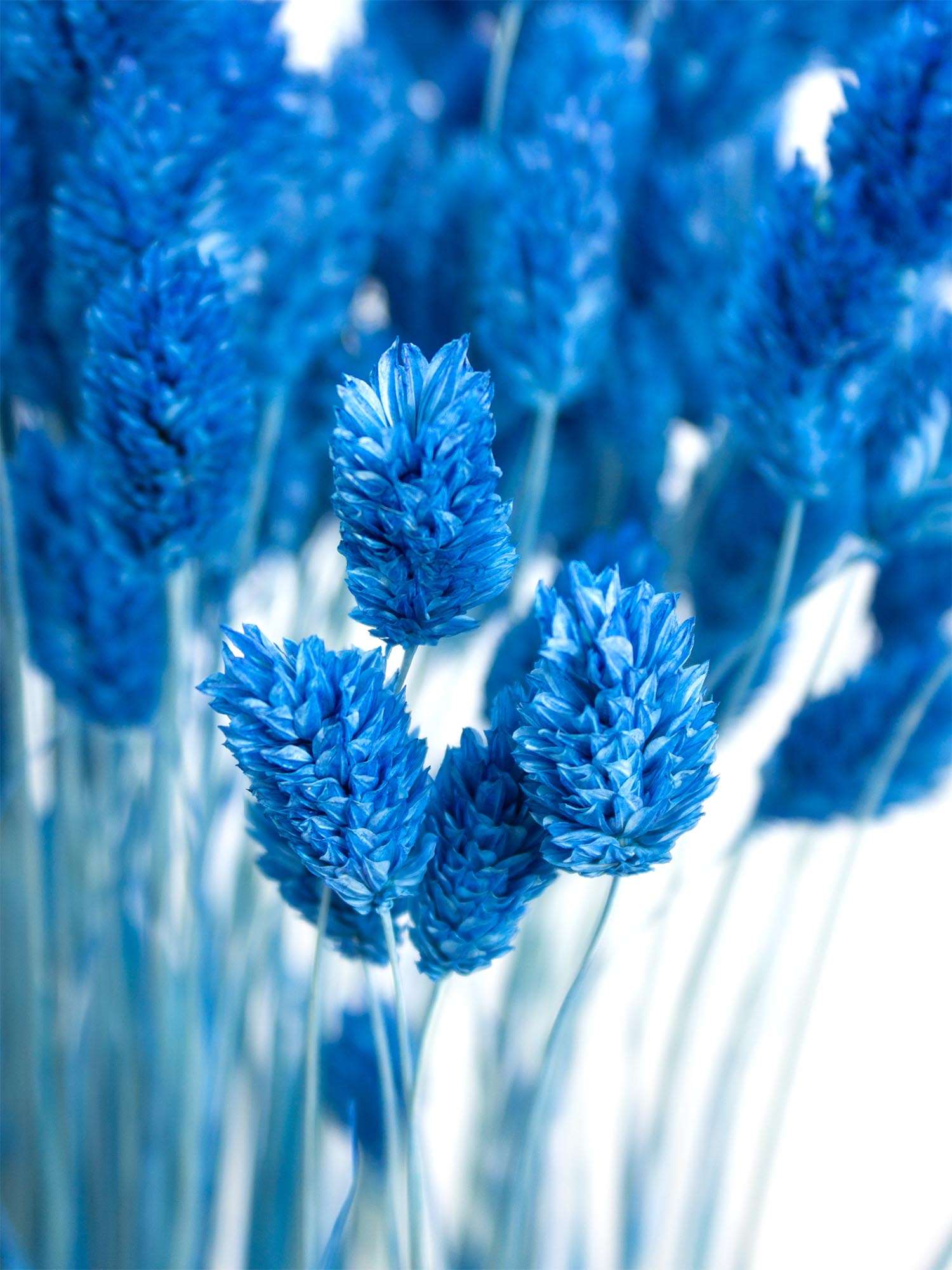 blumigo-phalaris-glanzgr-ser-trockenblumen-blau-bund image 1