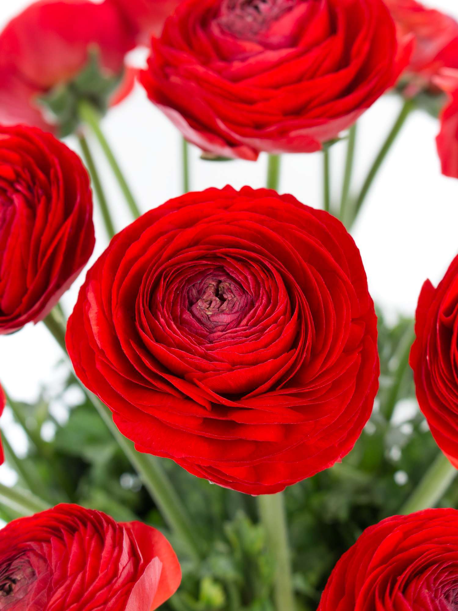 blumigo-cloni-tango-ranunkeln-xl-rot-schnittblumen image 1