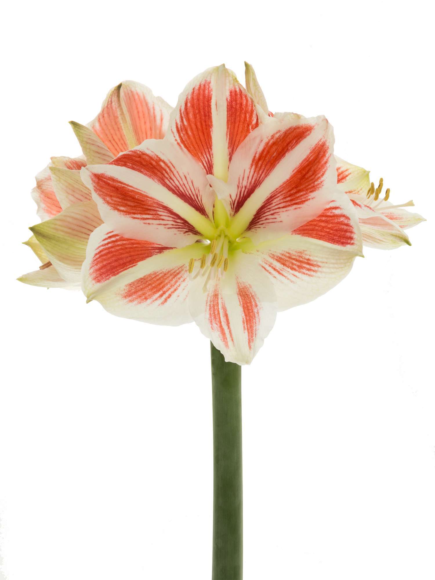 blumigo-amaryllis-sidney-schnittblume-rot-wei-stiel image 2