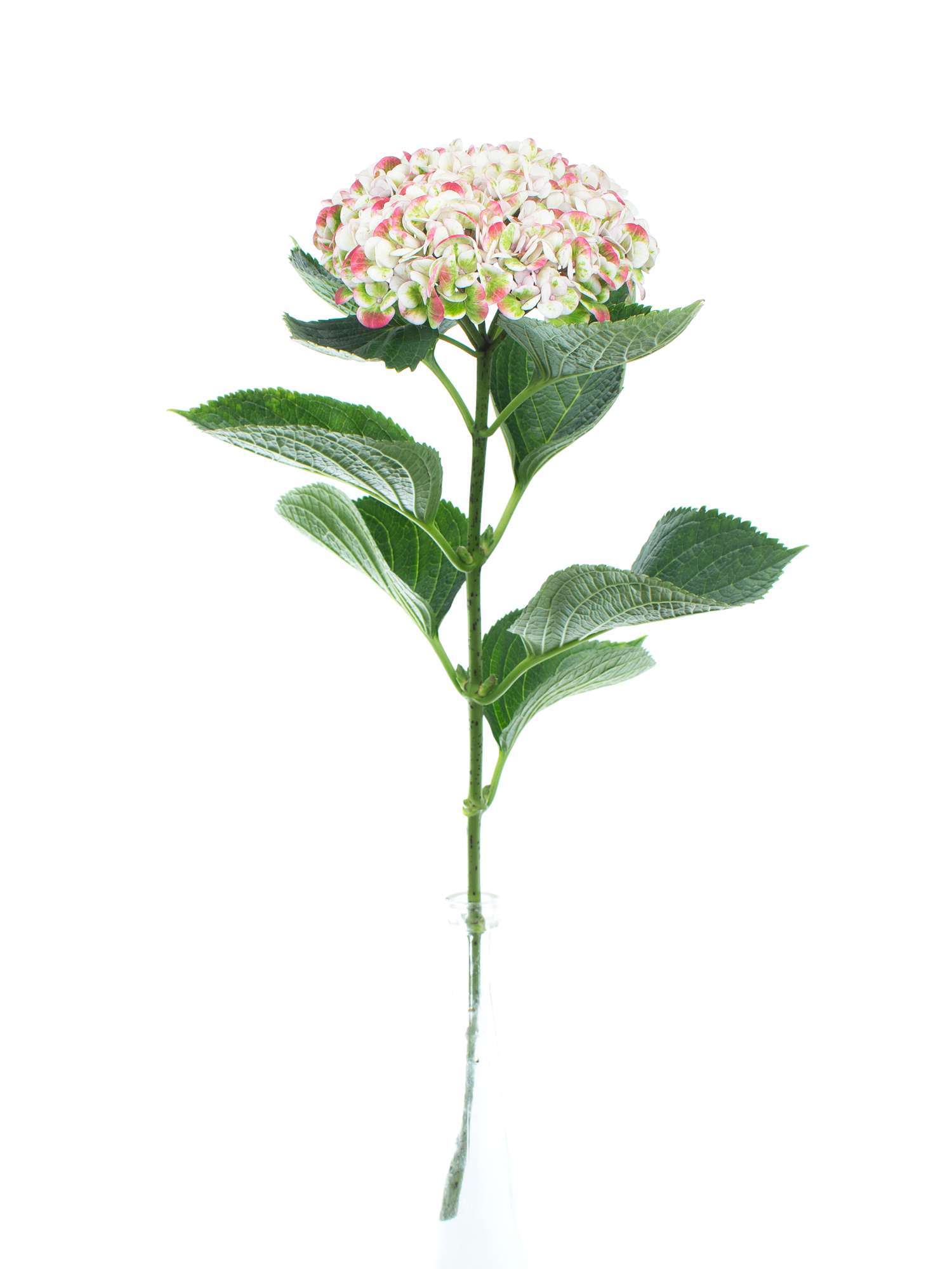 blumigo-hortensien-revolution-classic-schnittblume-creme-gr-n-1-stiel image 3