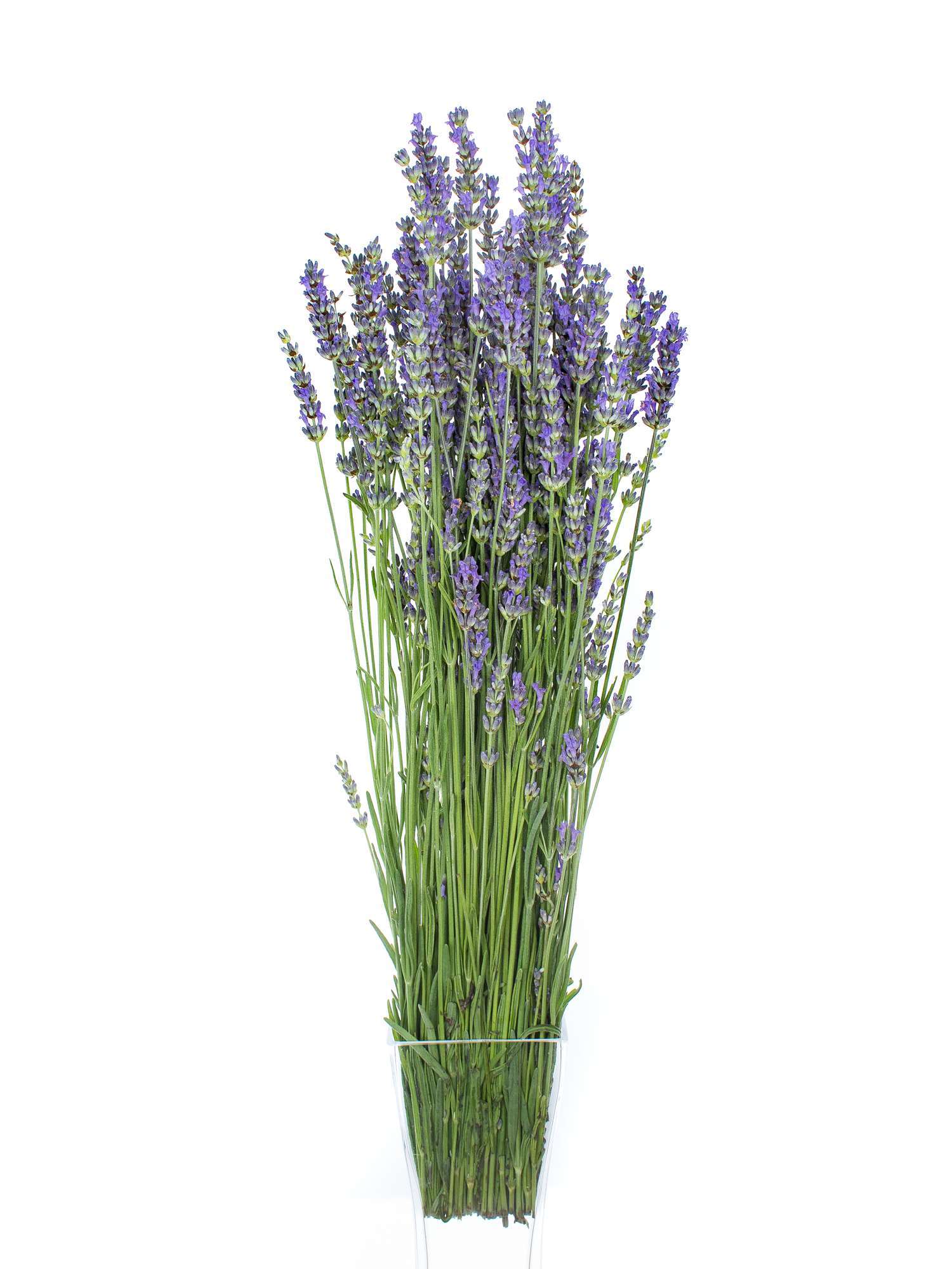 blumigo-lavendel-frisch-geschnitten-bindegr-n-bund image 7