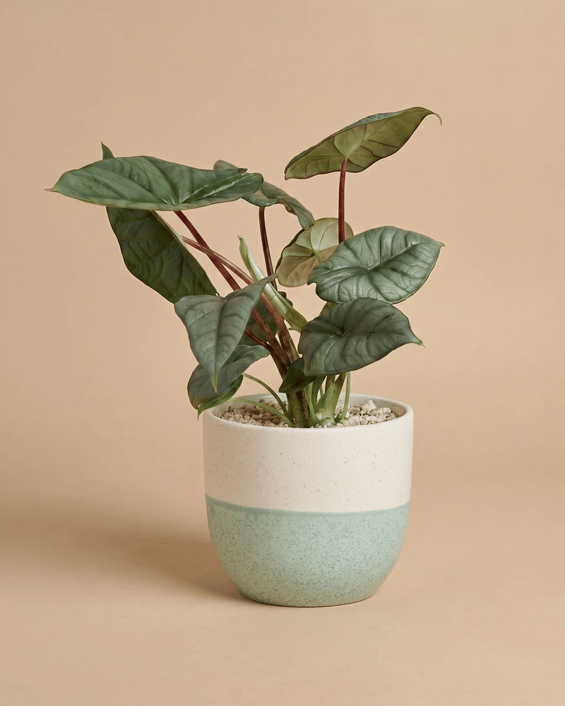 feey-variado-alocasia-silver-nebula-elefantenohr-ohne-bertopf-rar image 5