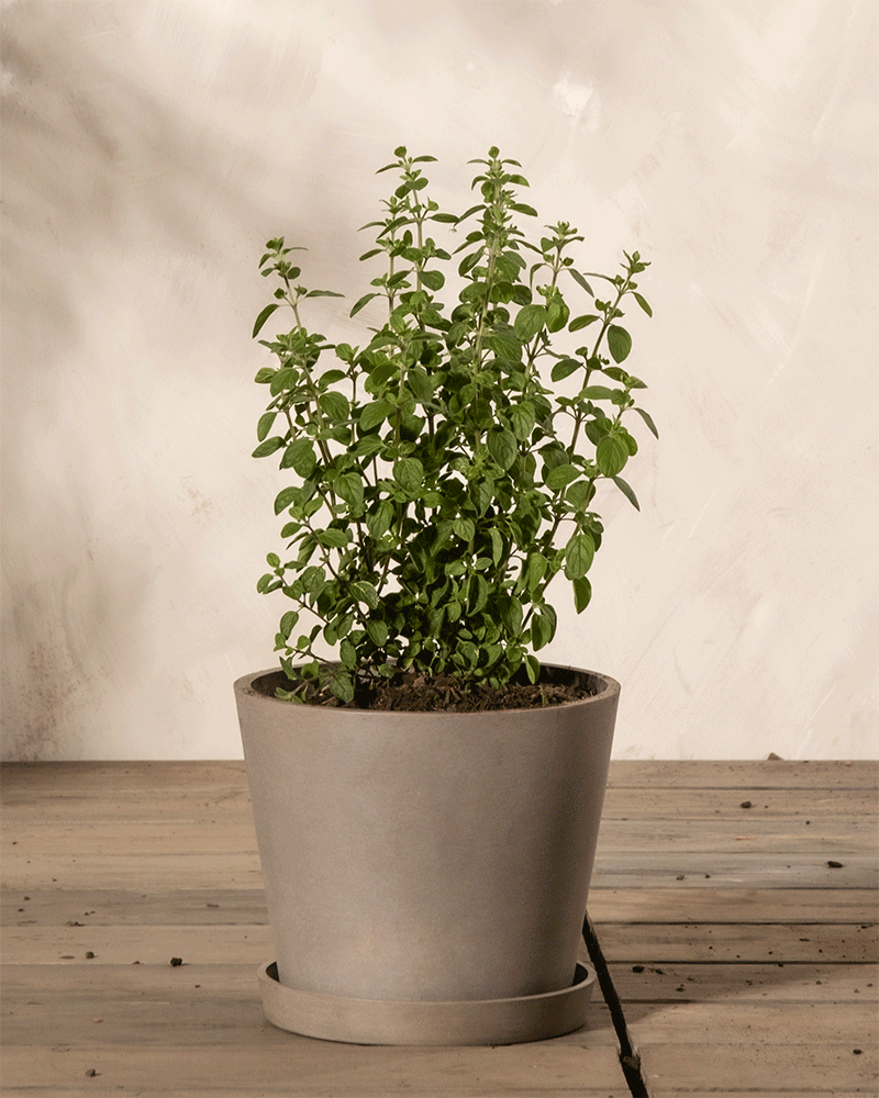 feey-amsterdam-oregano-kr-uterpflanze-ohne-topf-winterhart-essbar image 4