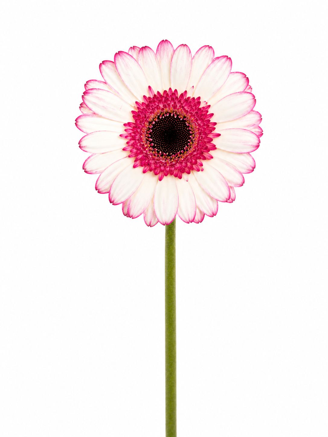 blumigo-gerbera-happy-hour-mini-germini-schnittblumen-wei-pink image 3