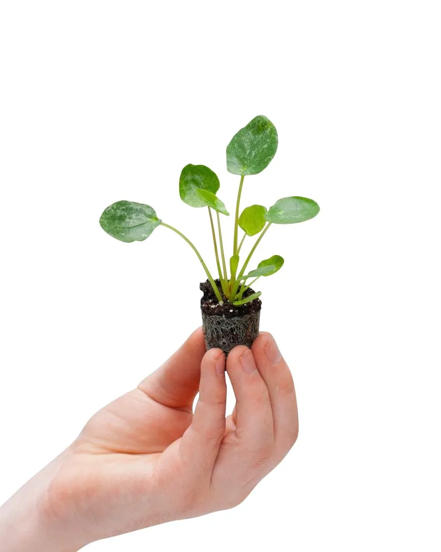 plnts-babyplnts-pilea-peperomioides-sugar-ufopflanze-15-cm image 1