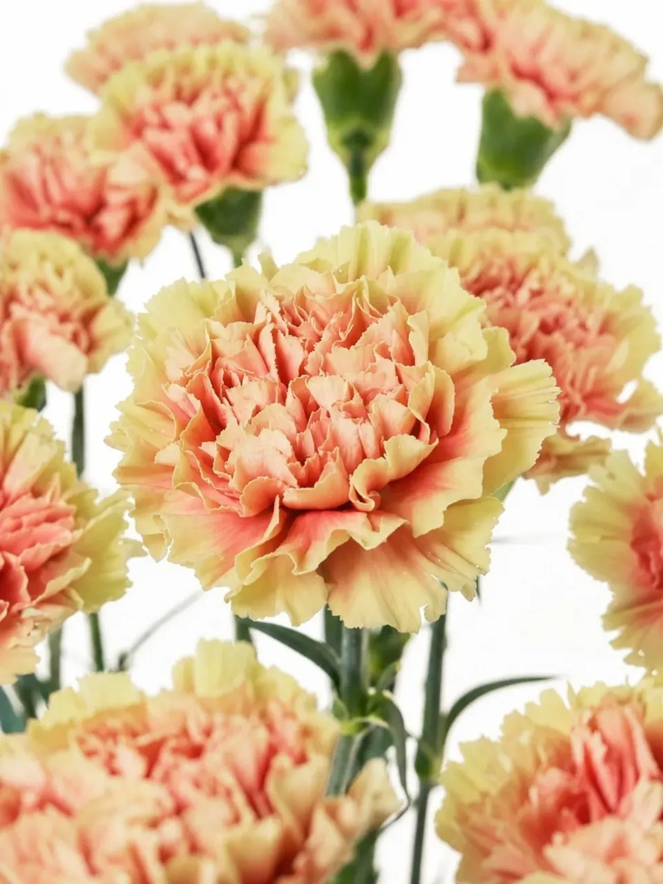 blumigo-nelken-belle-epoque-edelnelke-creme-rot image 1