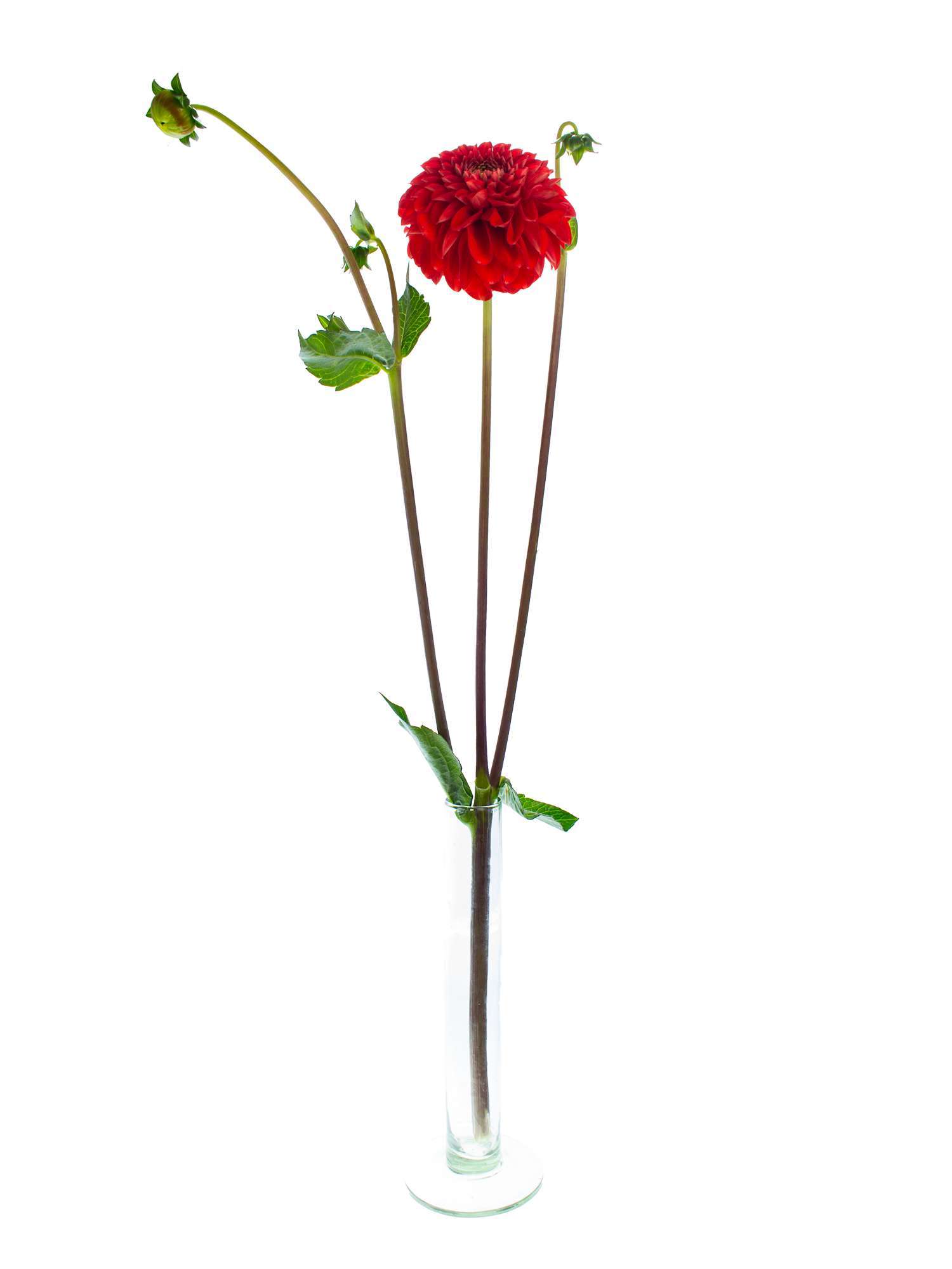 blumigo-bindegr-n-dahlien-salsa-schnittblume-rot-stiel image 3