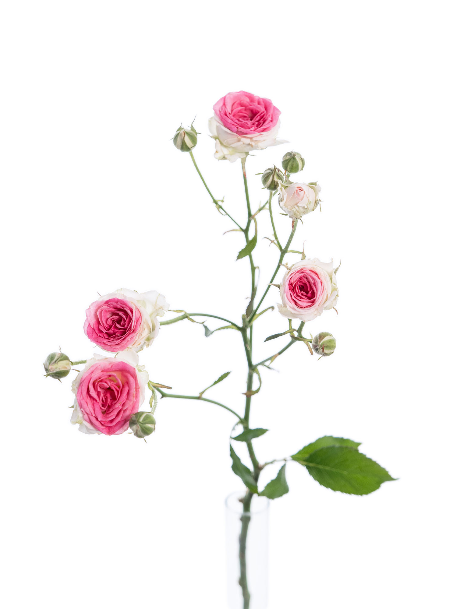 blumigo-rosen-mimi-eden-schnittrose-rosa-wei-verzweigt image 7