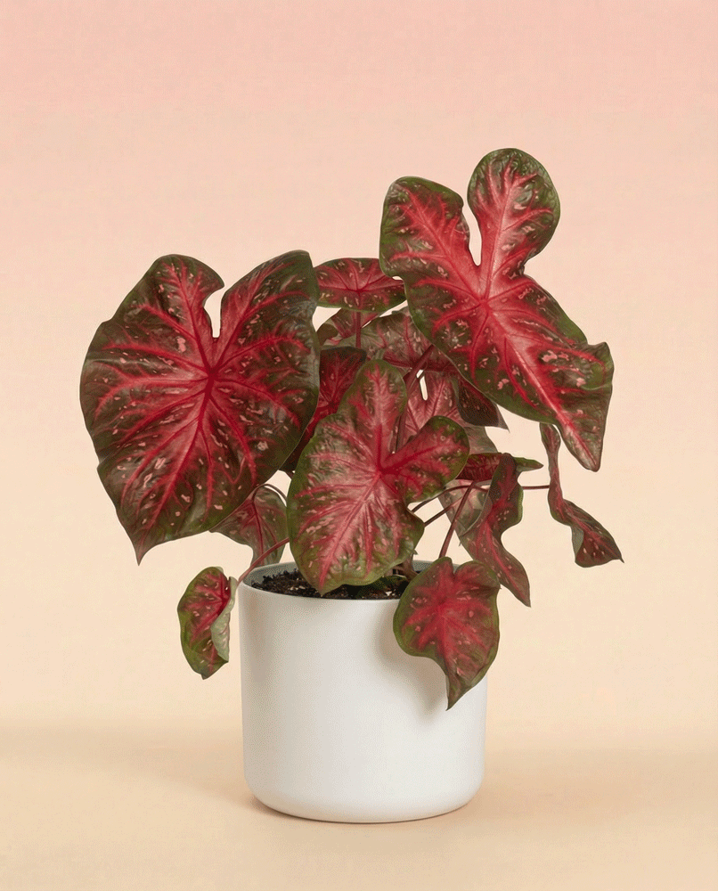 feey-variado-caladium-red-flash-zimmerpflanze-ohne-topf image 7