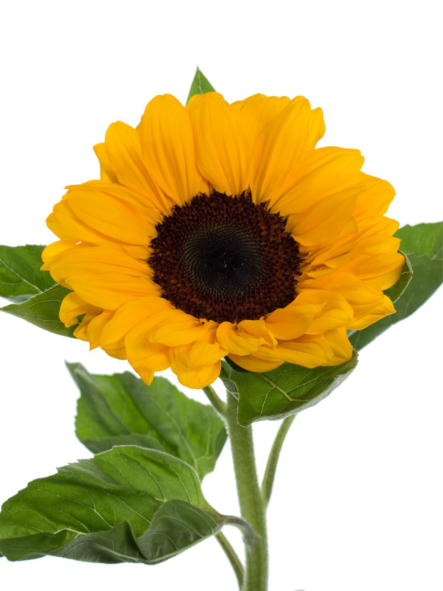 blumigo-sonnenblumen-vincents-choice-schnittblume-gelb image 3