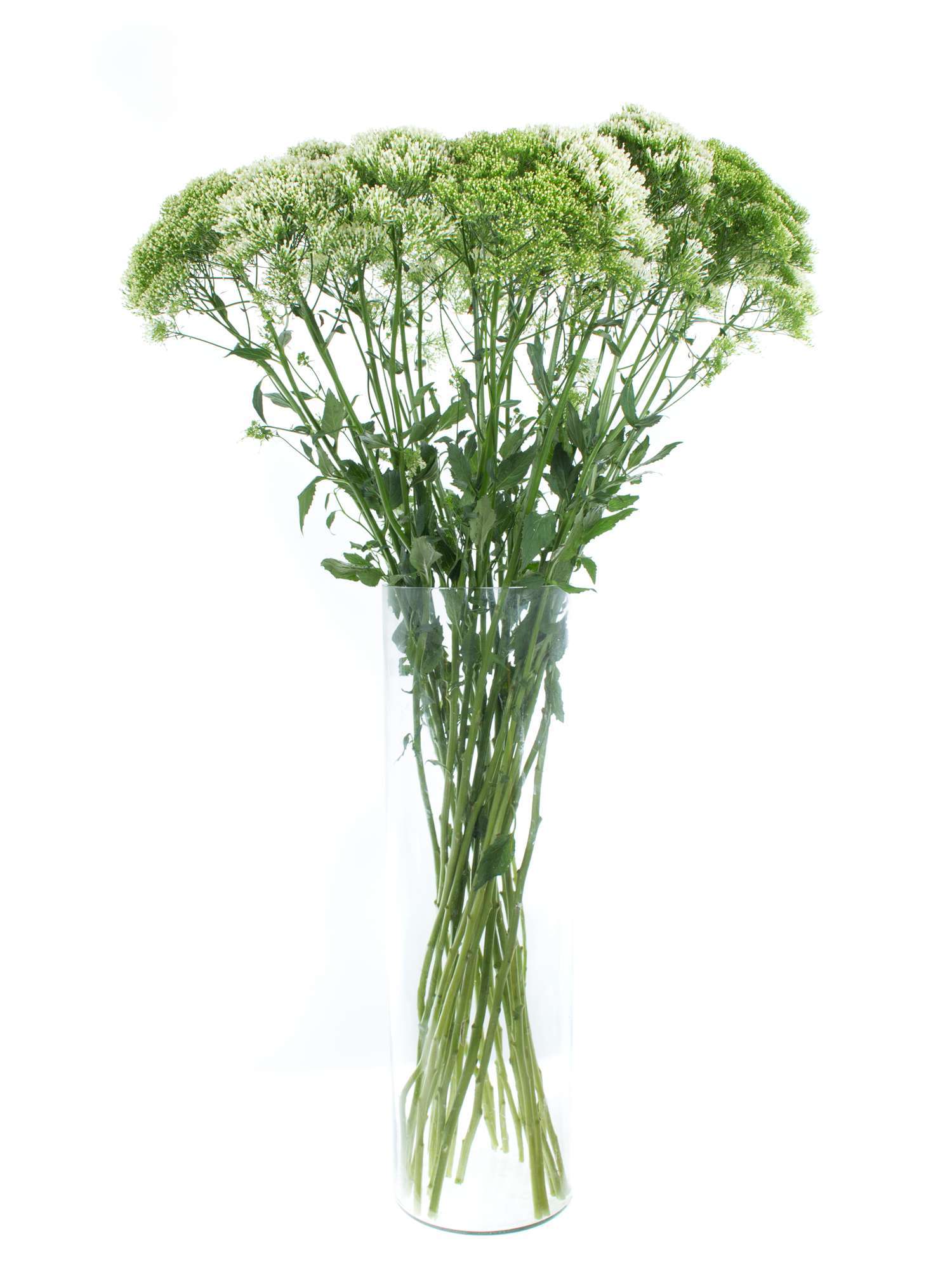blumigo-trachelium-lake-powel-schnittblumen-wei image 2