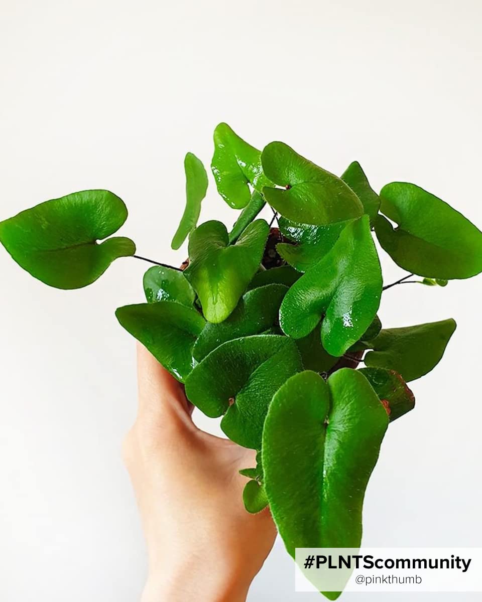 plnts-rareplnts-hemionitis-arifolia-herzfarn-12cm-topf image 5