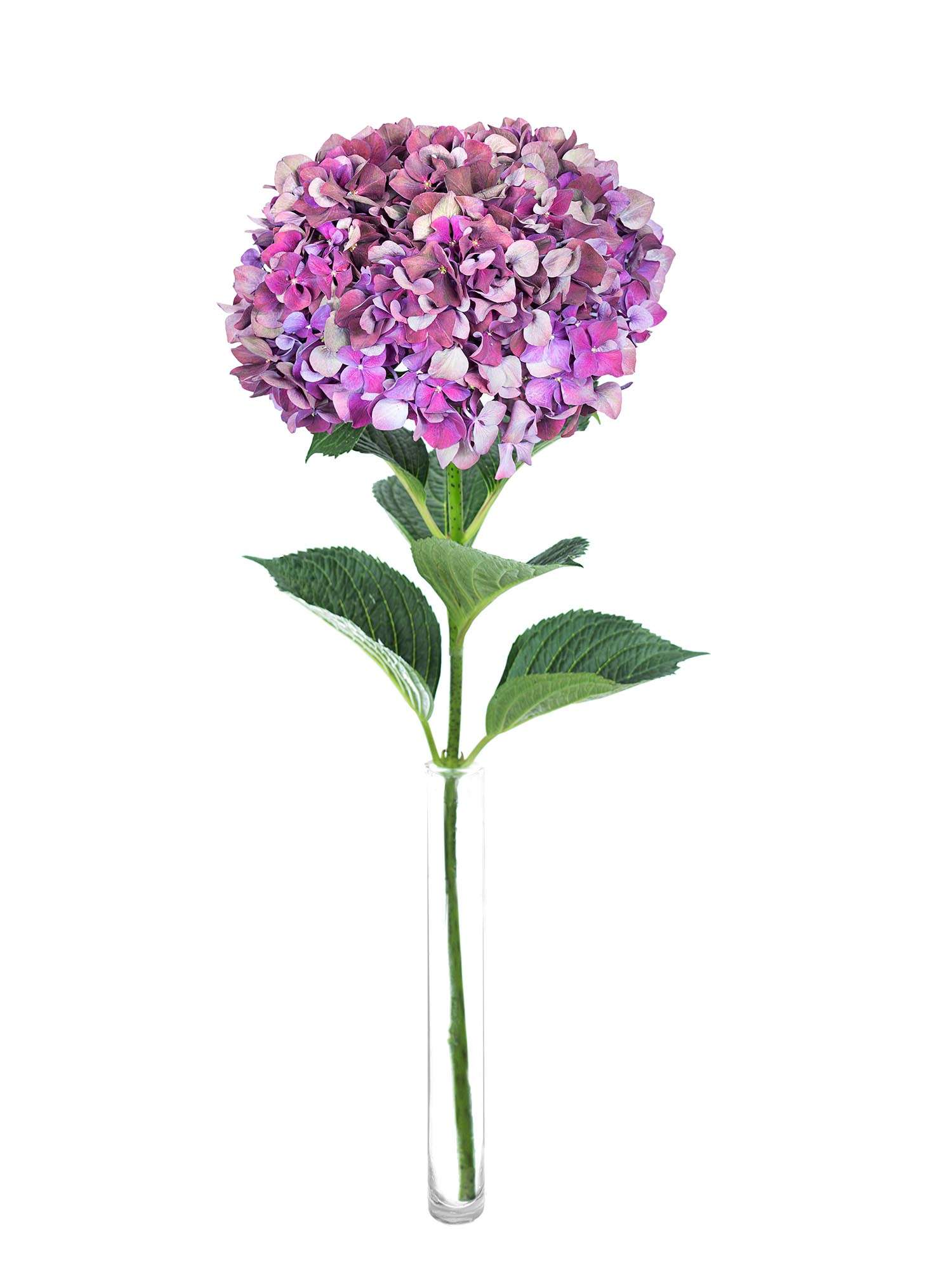 blumigo-hortensien-magical-ruby-red-classic-schnittblume-dunkel-aubergine image 2