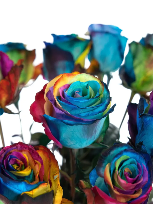 blumigo-rosen-regenbogen-schnittrose-bunt-st-ck image 1