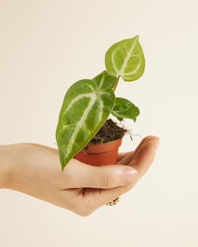 plnts-babyplnts-baby-anthurium-crystallinum-mini-pflanze-10-cm-bl-te image 8