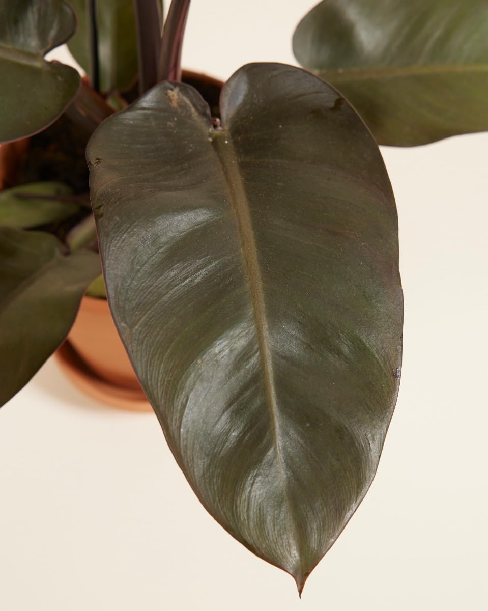 plnts-rareplnts-philodendron-black-cardinal-zimmerpflanze-20-cm-dunkel image 4
