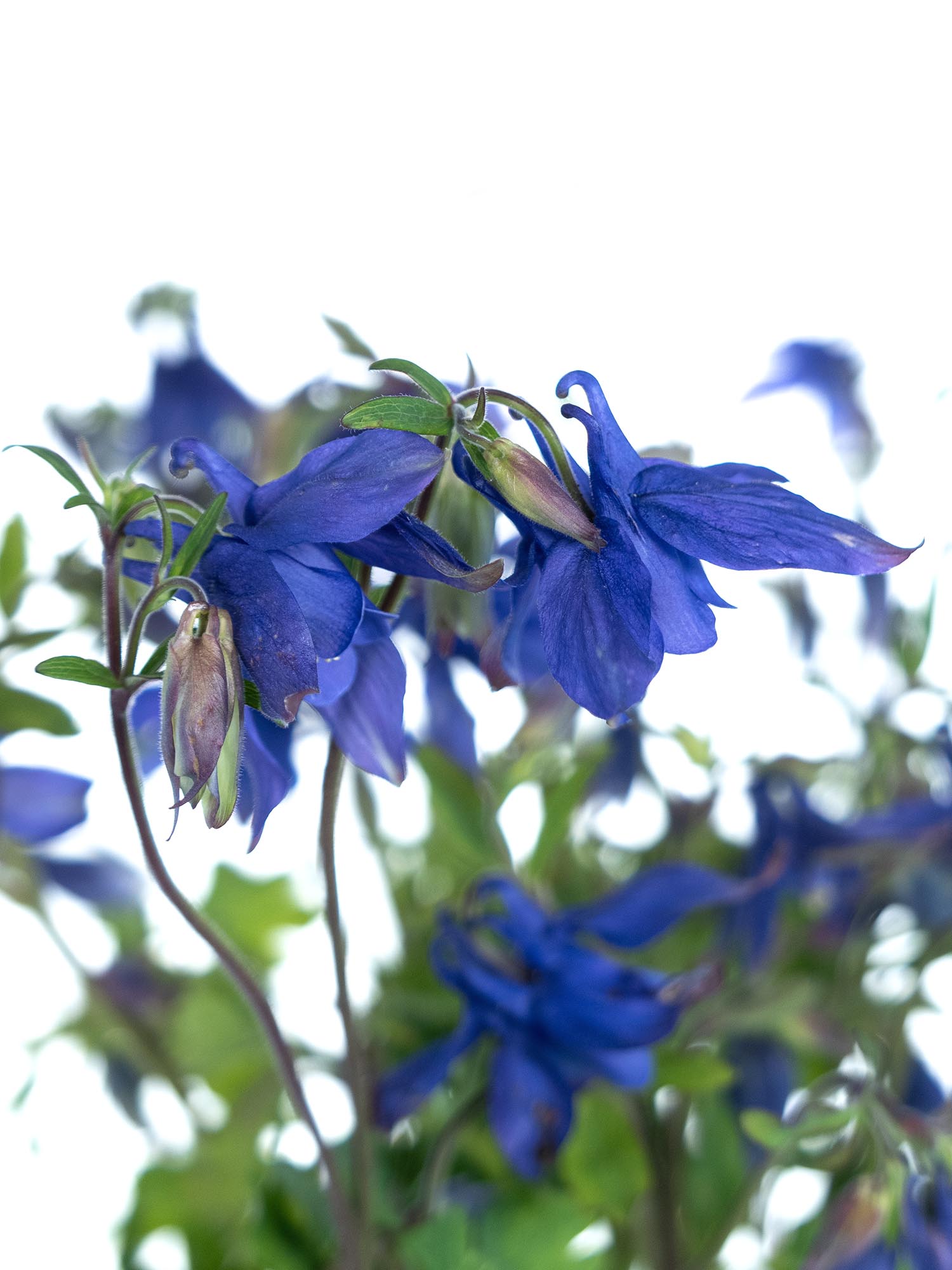 blumigo-akelei-blue-lady-blau-violett-schnittblume image 1