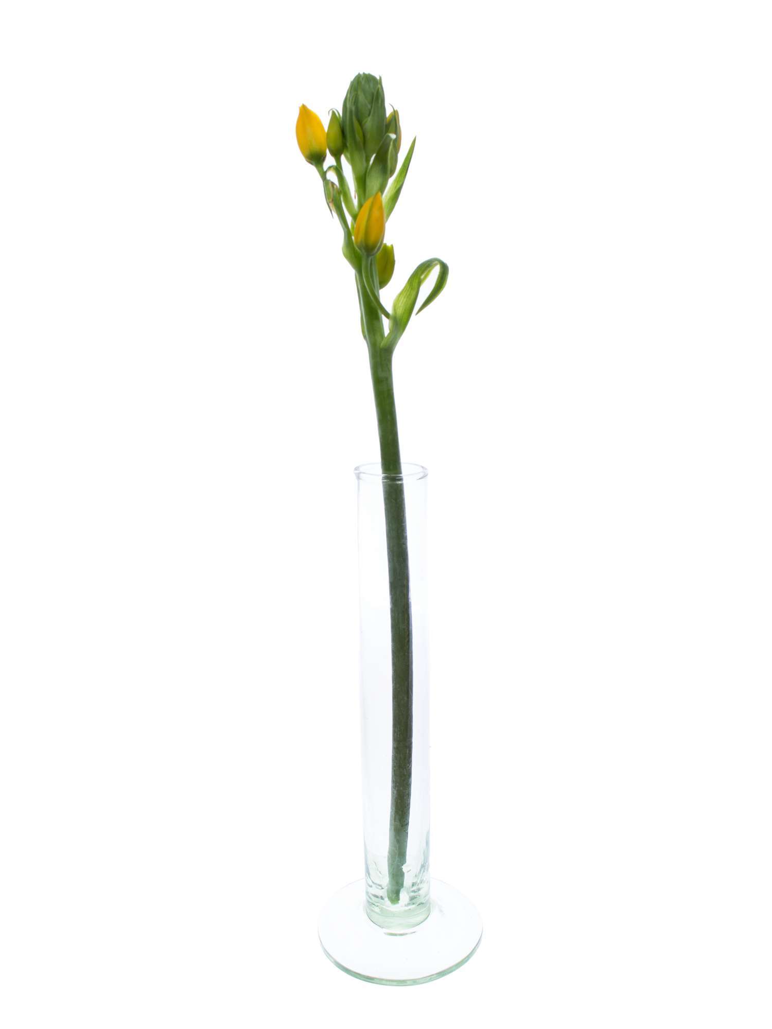 blumigo-fr-hlingsknollen-ornithogalum-yellow-asa-schnittblume-gelb image 3