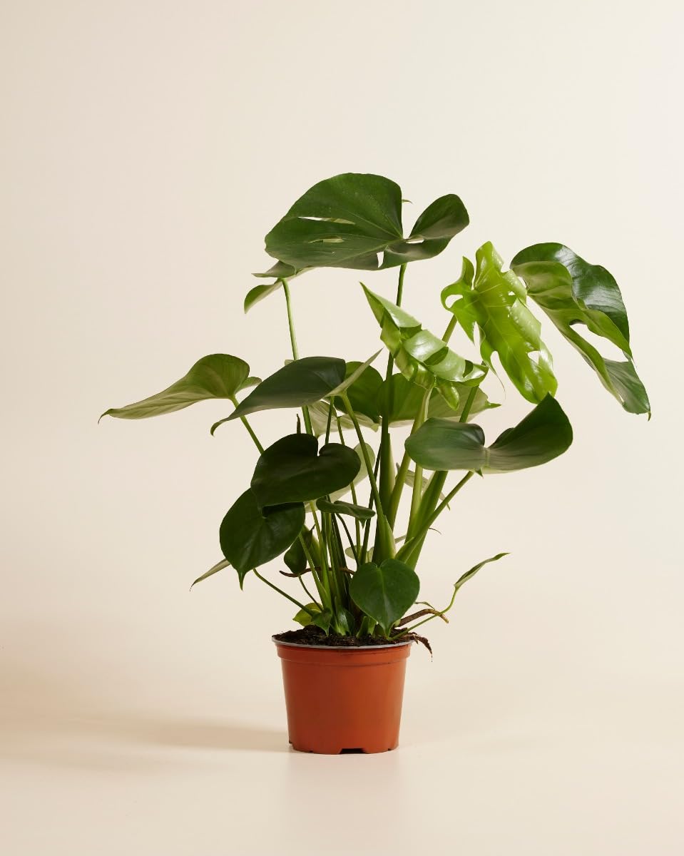 plnts-rareplnts-monstera-deliciosa-zimmerpflanze-65cm-17cm-topf image 2