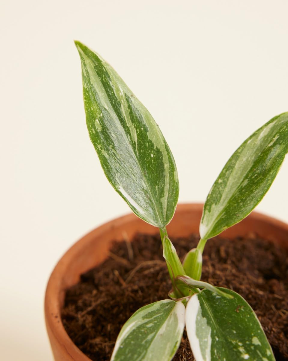 plnts-babyplnts-philodendron-white-princess-zimmerpflanze-8cm image 4