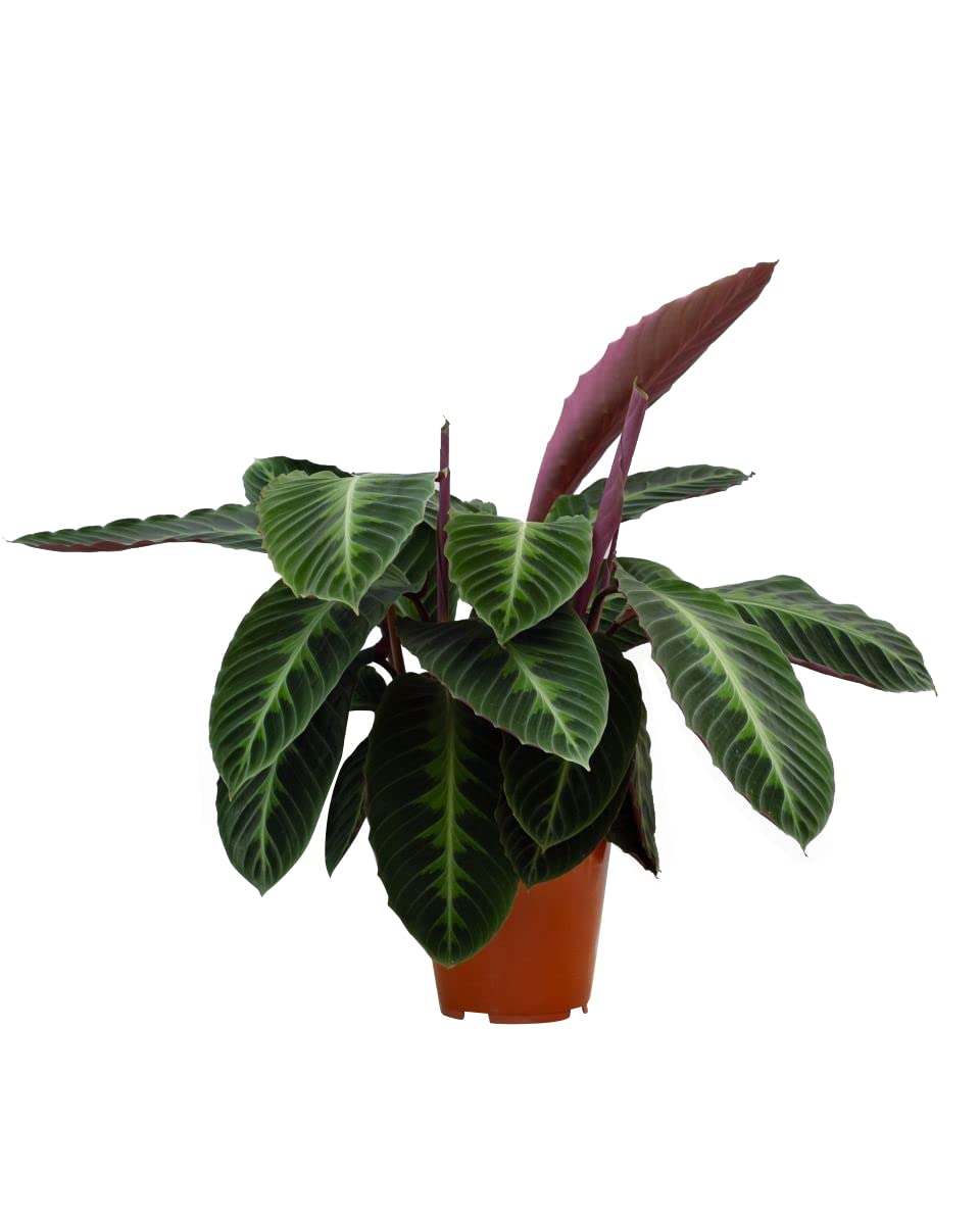 plnts-rareplnts-calathea-warscewiczii-gebetspflanze-60cm image 1