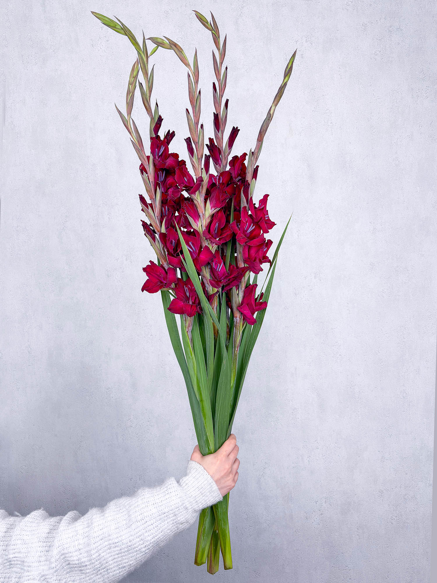 blumigo-gladiolen-dunkelrot-schnittblume-pro-stiel-frisch image 2