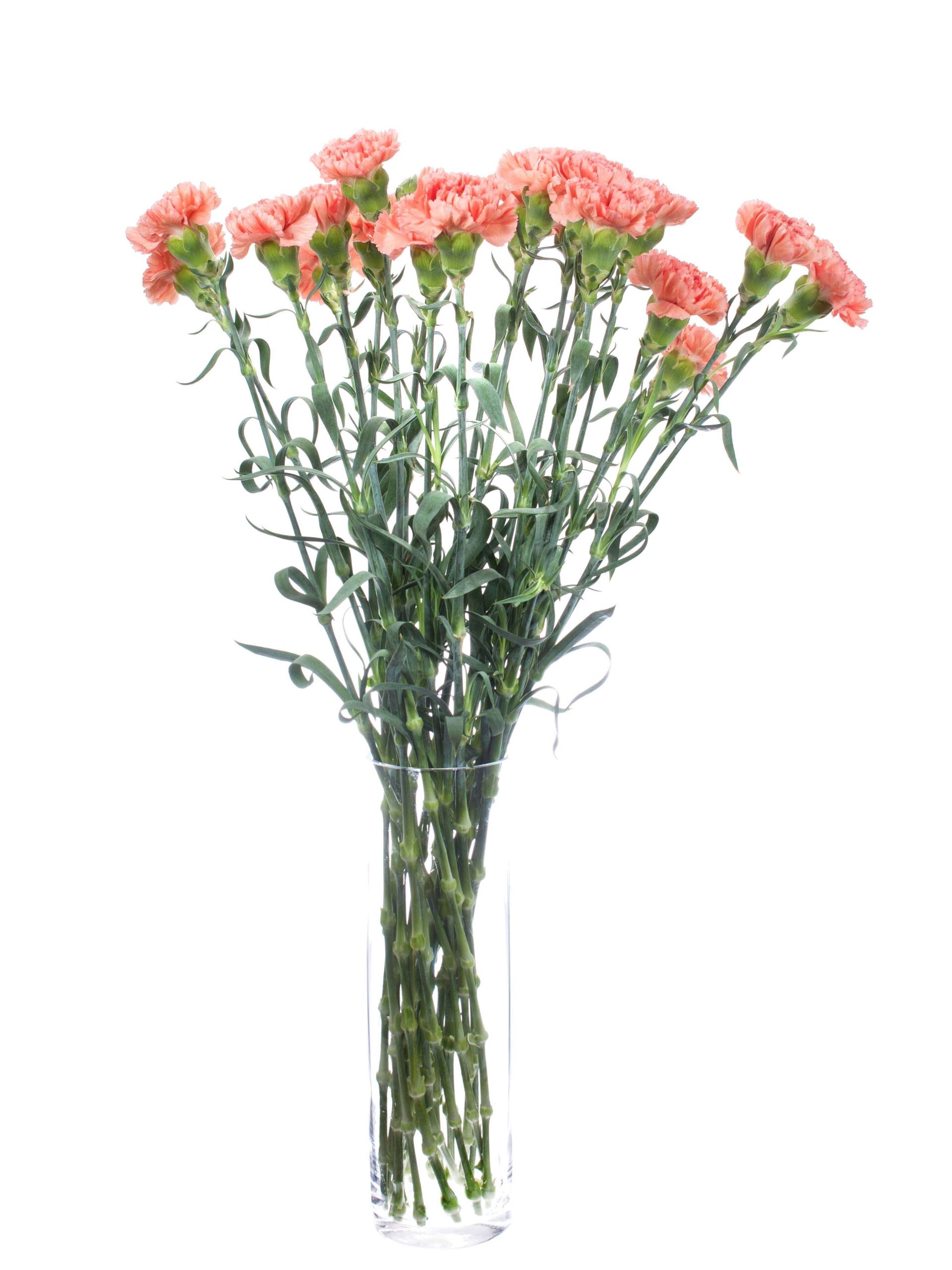 blumigo-edelnelken-megan-schnittnelke-apricot-einzelstiel image 3