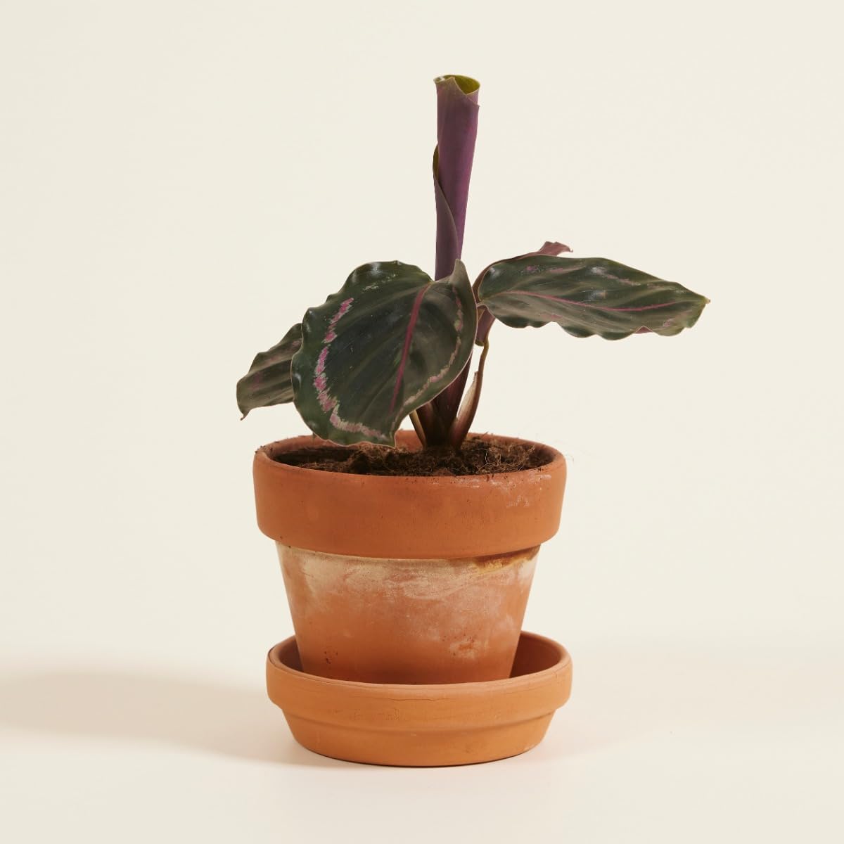 plnts-babyplnts-calathea-medallion-gebetspflanze-15cm image 6