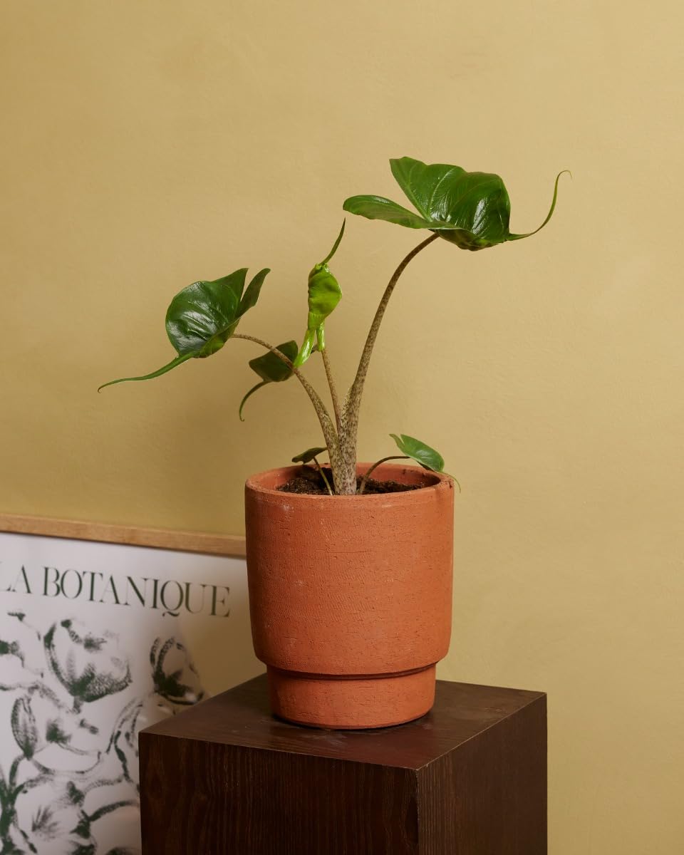 plnts-rareplnts-alocasia-stingray-zimmerpflanze-35cm image 6