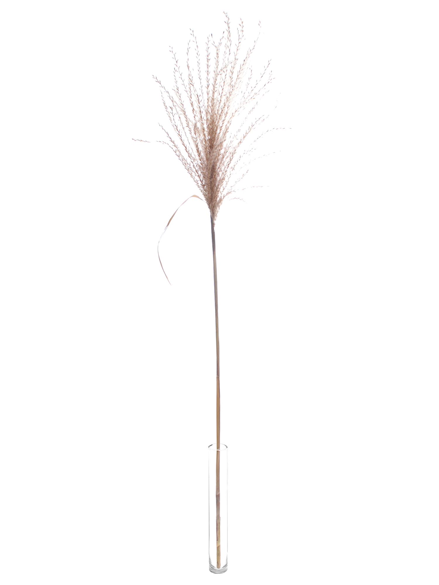 blumigo-trockenblumen-miscanthus-trockengras-natur image 3