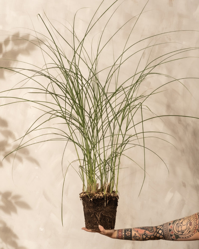 feey-amsterdam-miscanthus-gracillimus-ziergras-ohne-topf-1-2-m image 3