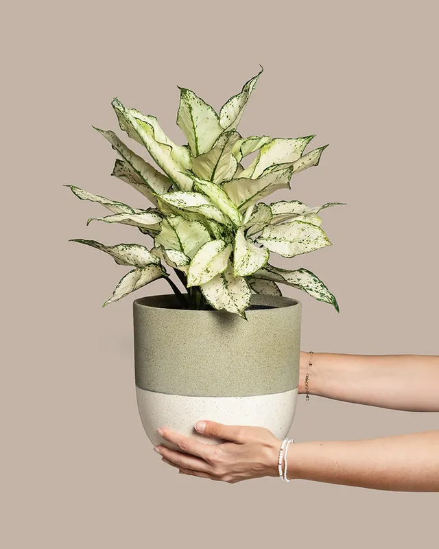 feey-variado-aglaonema-kiwi-gro-e-zimmerpflanze-pflegeleicht image 1