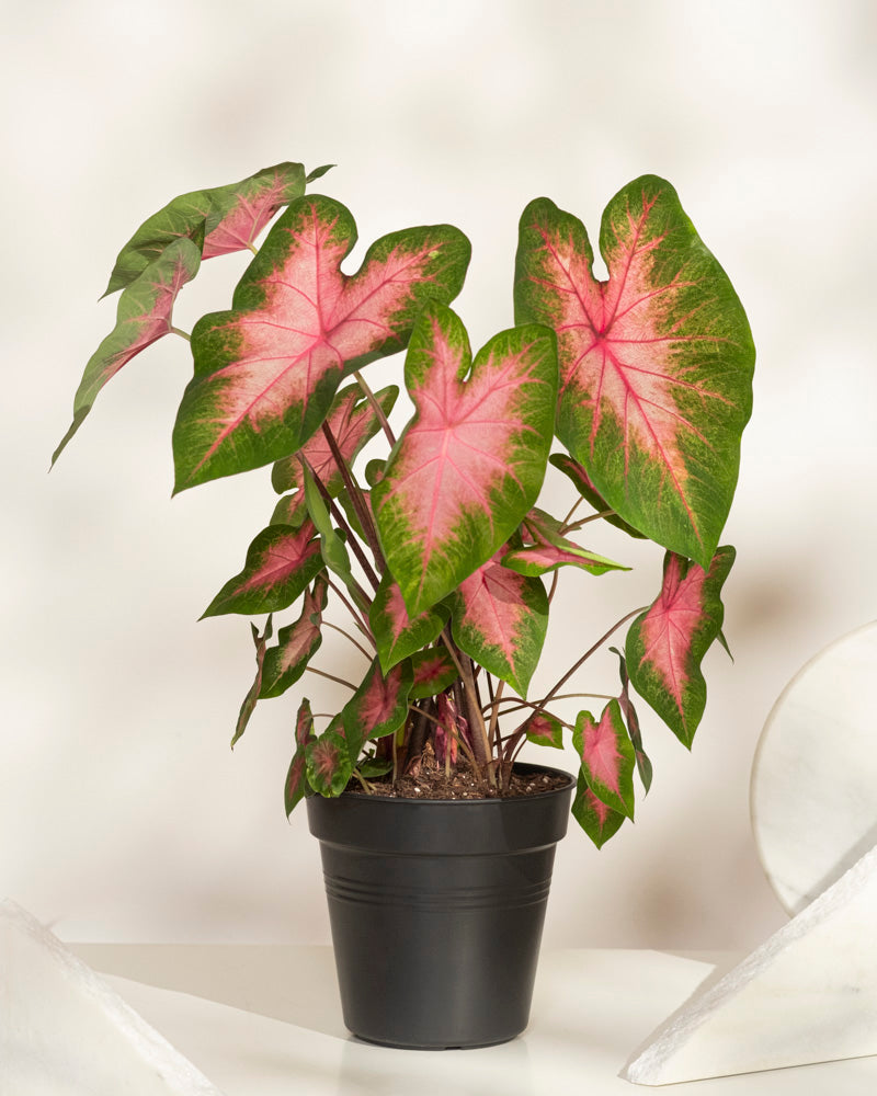 feey-variado-caladium-kathleen-zimmerpflanze-ohne-bertopf-rosa image 3