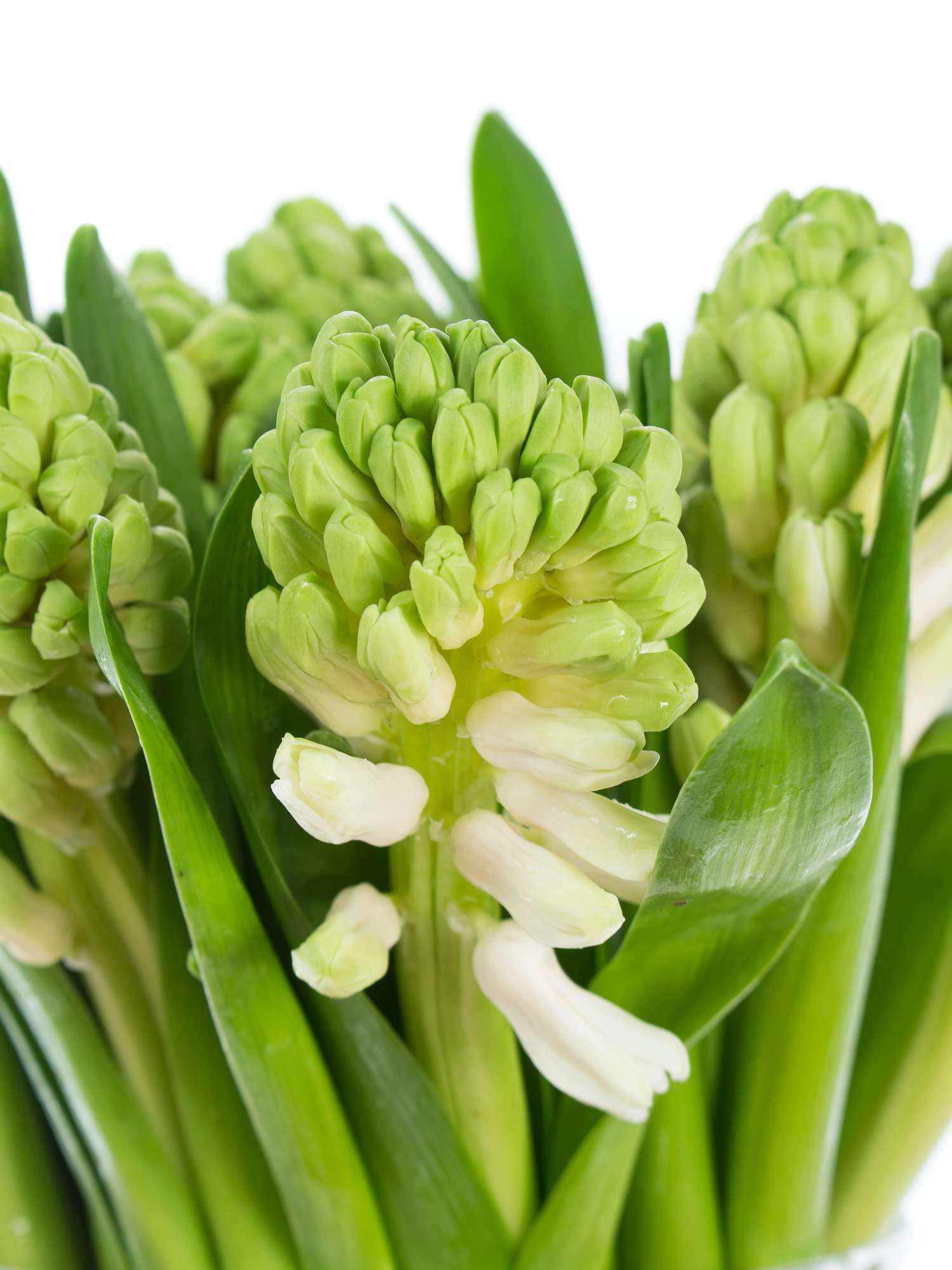 blumigo-white-king-hyazinthe-wei-fr-hlingsknolle-stiel image 2