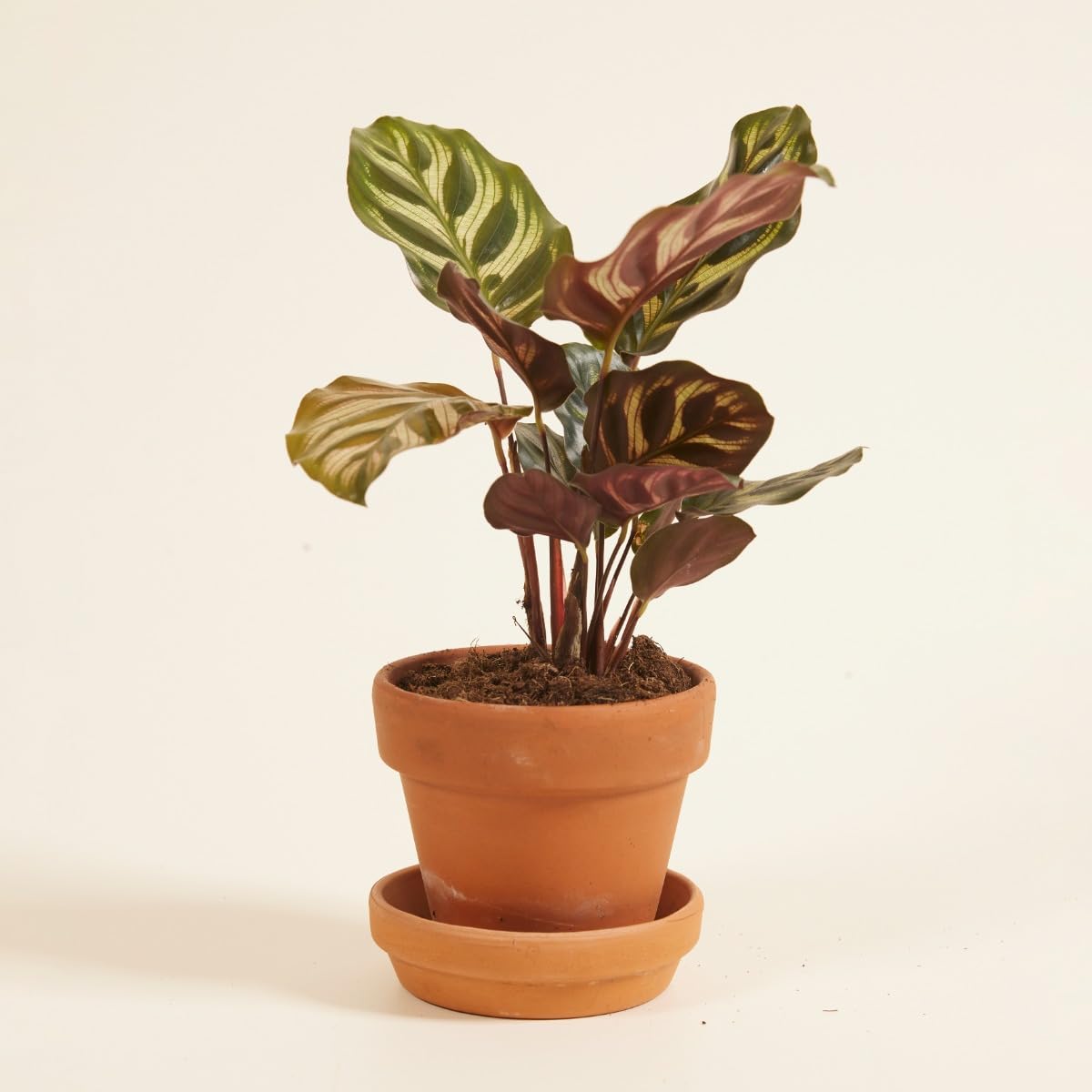 plnts-babyplnts-baby-calathea-makoyana-mini-10cm-haustierfreundlich image 6