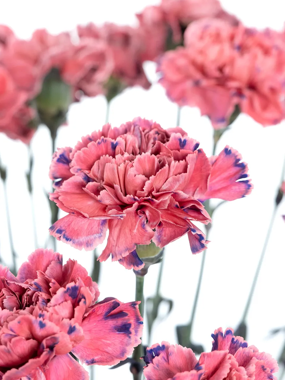 blumigo-edelnelken-alejandrina-schnittblumen-coral-violett image 1