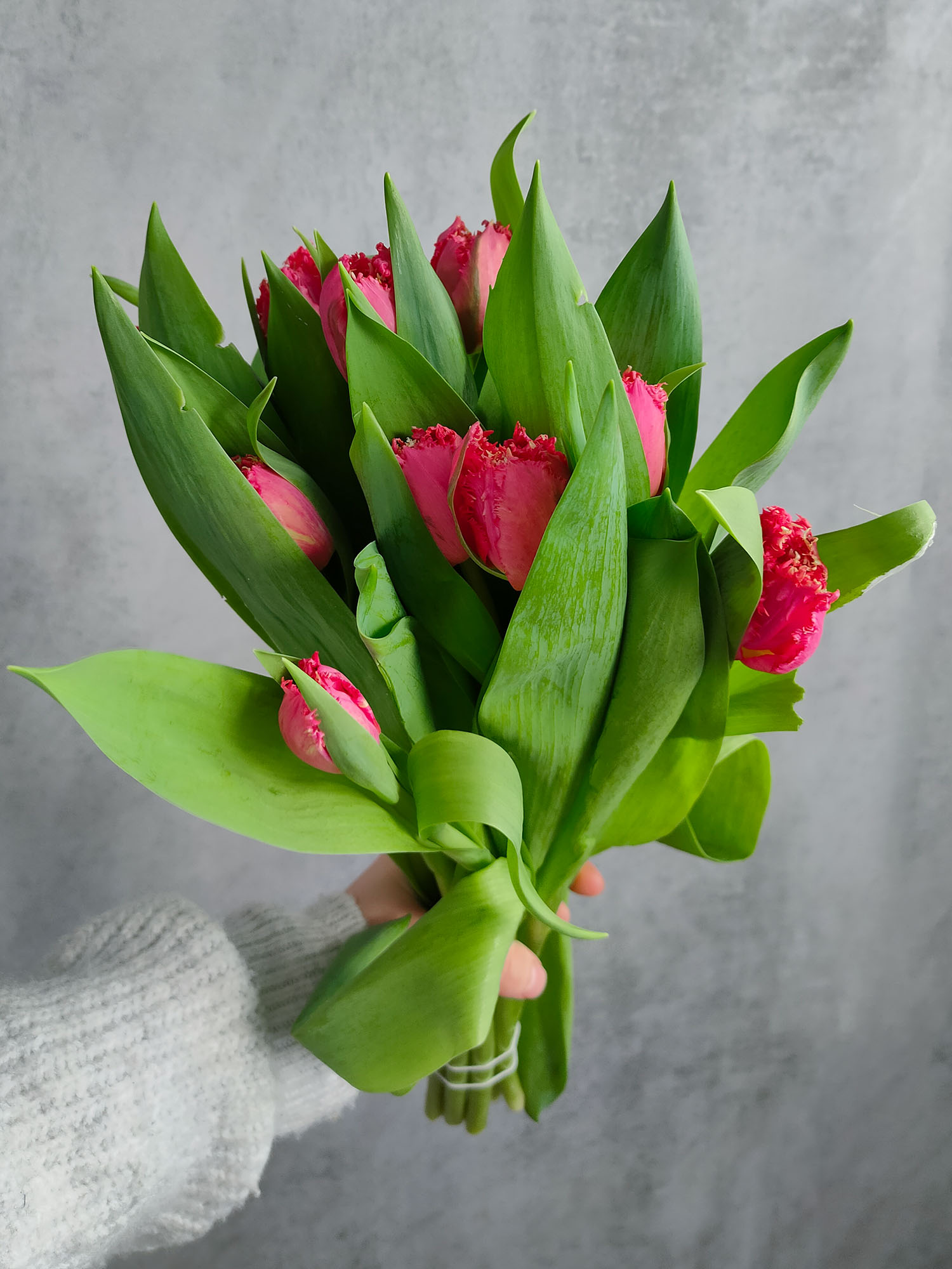 blumigo-tulpen-la-mour-tulpe-pink-gefranst-frisch image 3